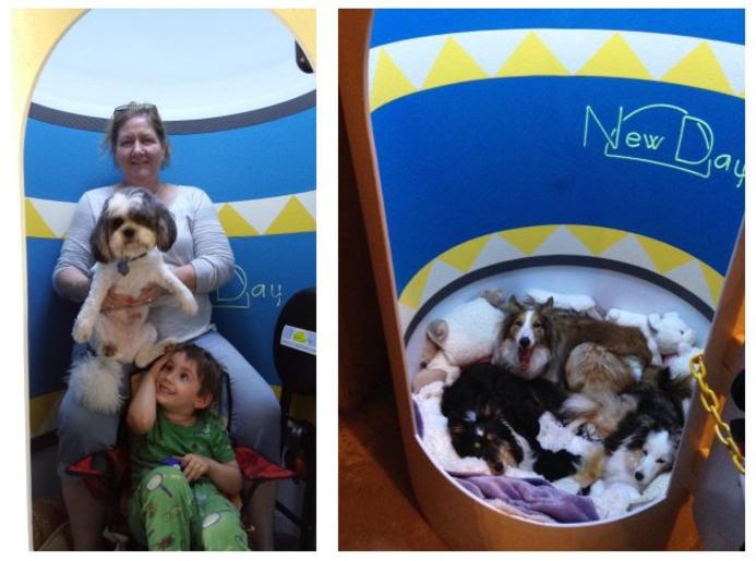 Dogs Loving It Pets and New Day Shelters